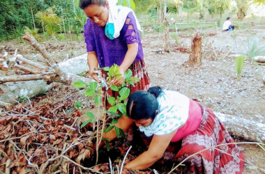 Tree Planting