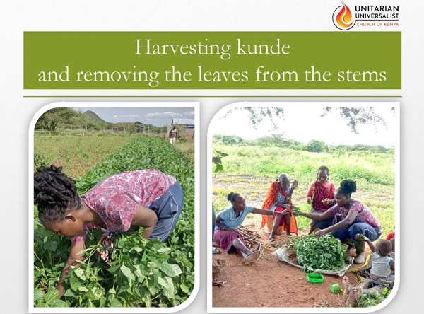 Harvesting kunde and removing the leaves from the stems